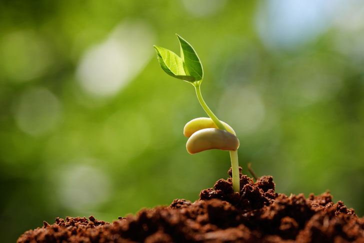 sprouting-seeds.jpg?1437361043026
